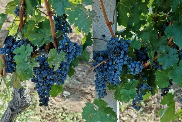 Large Big Ripe Grapes Old Vineyard — Stock Photo, Image