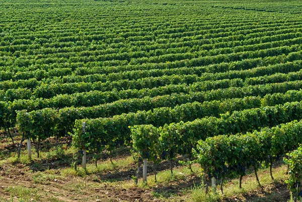 Vista Viñedo Con Uvas Maduras — Foto de Stock