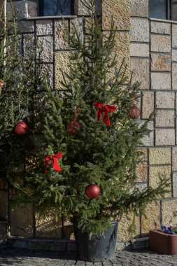 Süslemeleri ve süsleri olan doğal bir Noel ağacı. Kırmızı topları olan güzel Noel ağacı