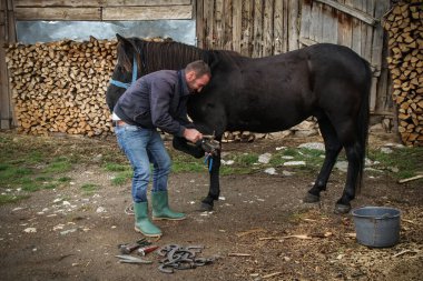 Usta kıskaç uzatılmış tırnağı çıkarır. Bir nalbant, hayvana at nalı yapmadan önce onu temizlemek için at ayağı üzerinde çalışır.