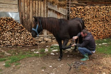 Usta kıskaç uzatılmış tırnağı çıkarır. Bir nalbant, hayvana at nalı yapmadan önce onu temizlemek için at ayağı üzerinde çalışır.
