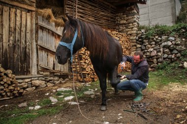 Usta kıskaç uzatılmış tırnağı çıkarır. Bir nalbant, hayvana at nalı yapmadan önce onu temizlemek için at ayağı üzerinde çalışır.