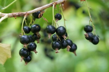 Yapraklı bir dalda siyah frenk üzümü