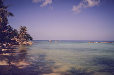 Yalnız palmiyeli sahil sahili. Turkuaz okyanus kıyısındaki kumlu bir sahilde düşen palmiye ağaçları.