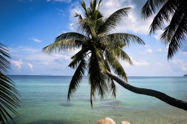 Yalnız palmiyeli sahil sahili. Turkuaz okyanus kıyısındaki kumlu bir sahilde düşen palmiye ağaçları.