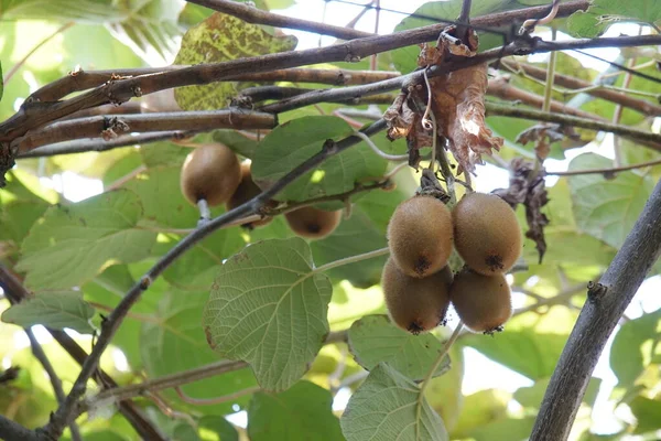 Kiwi Frais Accroché Une Branche — Photo