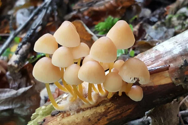 수없는 버섯들이 들어차 — 스톡 사진