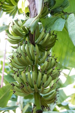 Ağaçtaki organik taze yeşil muz. Ağaçta olgunlaşmamış muz kümesi