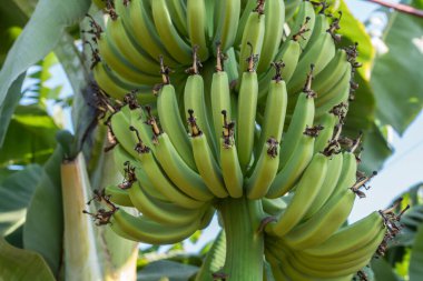 Ağaçtaki organik taze yeşil muz. Ağaçta olgunlaşmamış muz kümesi