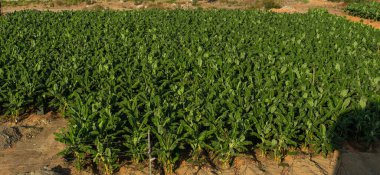 Güneşli perspektif muz palmiyeleri. Muz ağacı tarlası.