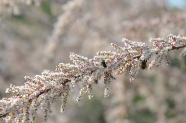 Arı çiçek şeftalisinden nektar toplar.