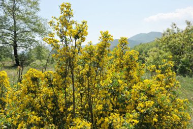 Sarı çiçekli bahar manzarası