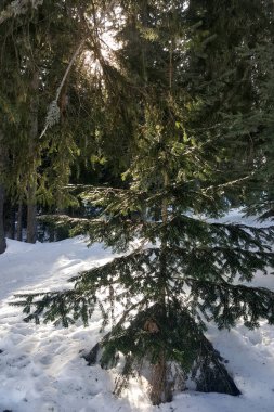 Dağdaki çam ağacı kar üzerinde