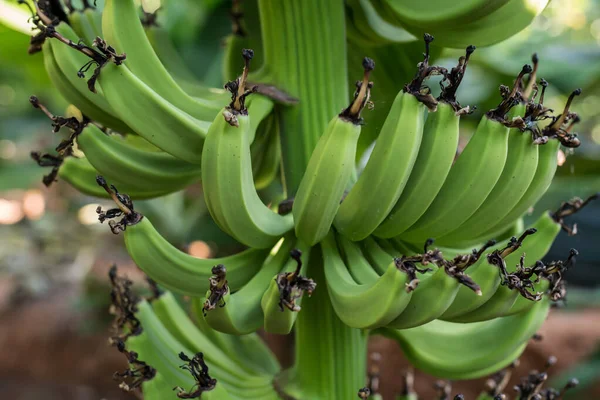 木の上の束に有機若い緑のバナナ 木の上に熟していないバナナの塊 — ストック写真