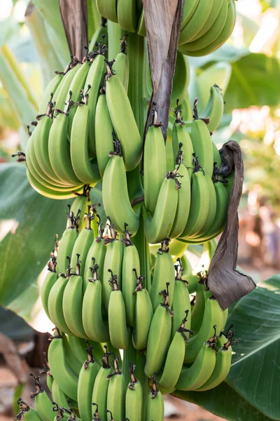 Jeune Banane Verte Biologique Sur Bouquet Sur Arbre Groupe Bananes — Photo