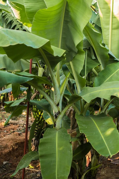 バナナの庭 バナナのプランテーション バナナの木の葉を閉じます 公園にはエキゾチックな熱帯バナナのヤシの木があります バナナ畑で育つ熱帯植物バナナの木 — ストック写真