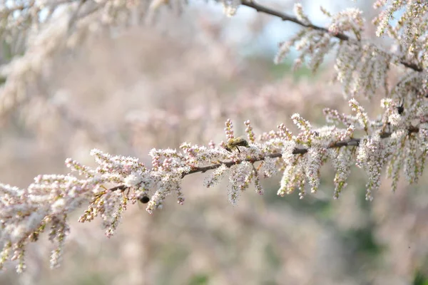 ミツバチは花桃から蜜を集める — ストック写真