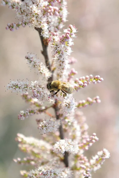 Bee Collects Nectar Flower Peach — Stock Photo, Image