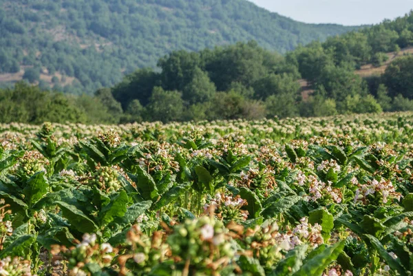 Healthy tobacco plants on a farm field. Blossoming tobacco plants in field. Tobacco big leaf crops growing in tobacco plantation field