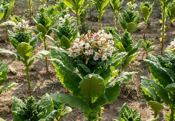 Close up of blossoming tobacco plants in field. Tobacco big leaf crops growing in tobacco plantation field