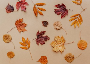 Sonbahar kompozisyon arka planı. Beyaz arka planda sonbahar ağaç yapraklarından yapılmış desen. Üst Manzara. Uzayı kopyala Düz yatıyordu