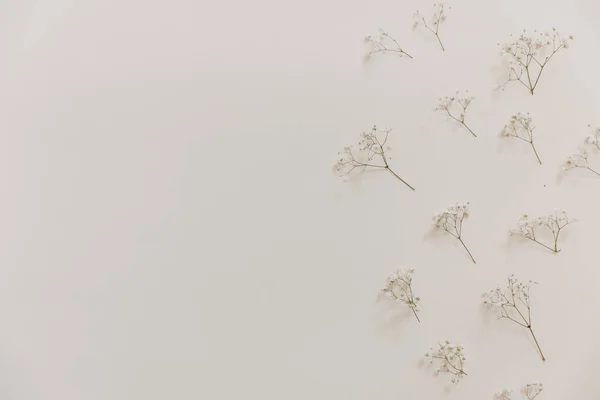 Naturalny Suszony Kwiat Beżowym Tle Minimalne Cygańskie Płaskie Tło Świeckie — Zdjęcie stockowe