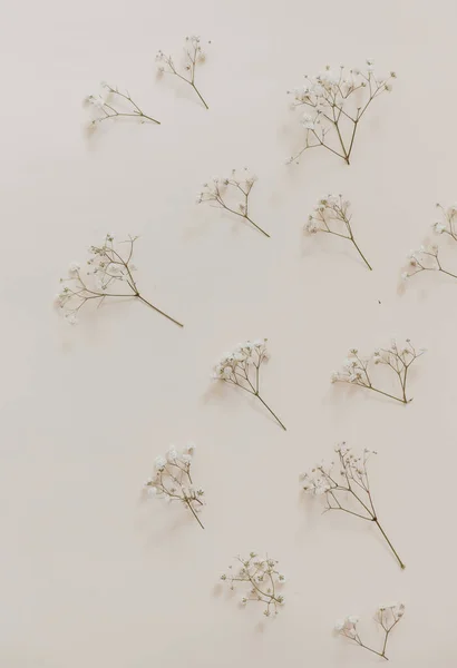 Naturalny Suszony Kwiat Beżowym Tle Minimalne Cygańskie Płaskie Tło Świeckie — Zdjęcie stockowe