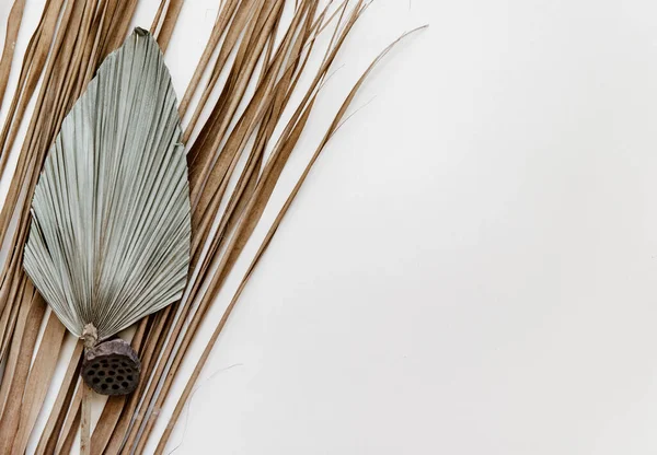 Minimalna Letnia Papeteria Martwa Scena Życia Suchy Liść Palmowy Neutralnym — Zdjęcie stockowe