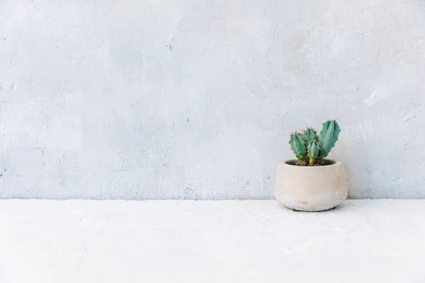 Succulent White Background Minimalism Photo Home Plant Ceramic Pot Copy — Stock Photo, Image