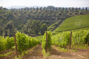 Güzel atış, Toskana bölgesindeki bağ