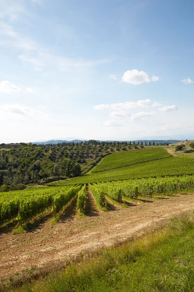 Schöne Aufnahme von Weinbergen in der Toskana — Stockfoto