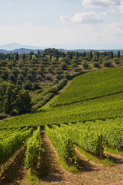 Schöne Aufnahme von Weinbergen in der Toskana — Stockfoto