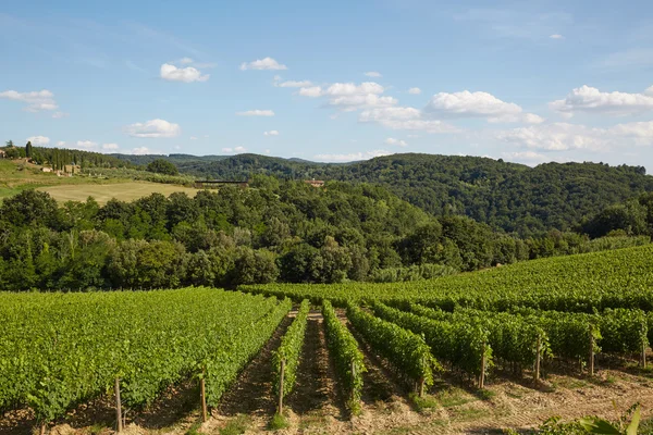 Schöne Aufnahme von Weinbergen in der Toskana — Stockfoto