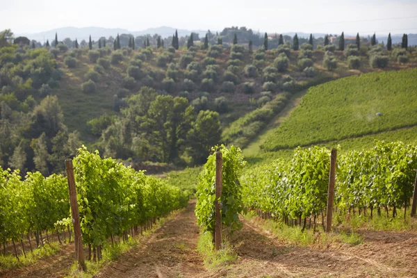 Schöne Aufnahme von Weinbergen in der Toskana — Stockfoto