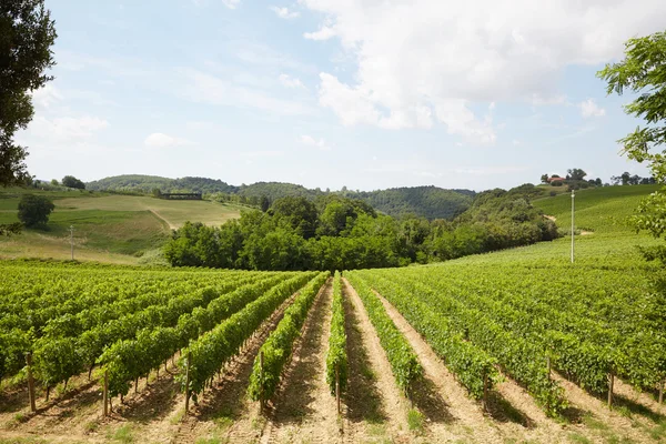 Schöne Aufnahme von Weinbergen in der Toskana — Stockfoto