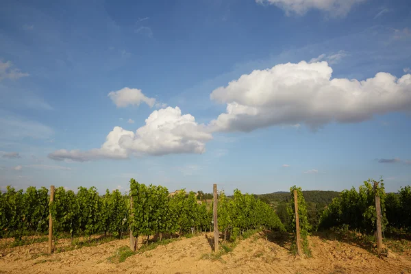 Schöne Aufnahme von Weinbergen in der Toskana — Stockfoto