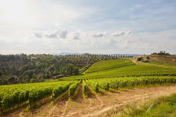 Mooi shot van wijngaard in Toscane Stockafbeelding