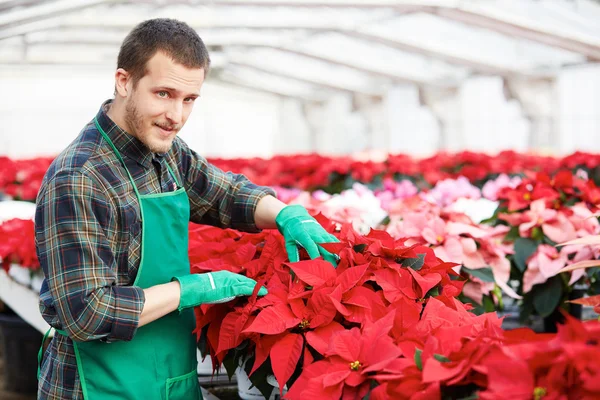 Uomo adulto che lavora nel negozio di giardinaggio — Foto Stock