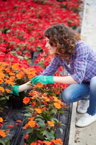 Giovane signora che lavora in un vivaio di piante — Foto Stock