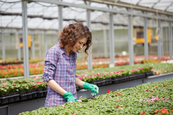 Giovane signora lavora in un vivaio di piante — Foto Stock
