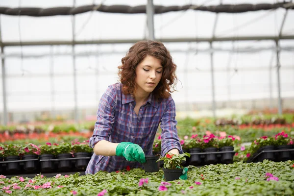 Jovem senhora trabalho em um viveiro de plantas — Fotografia de Stock