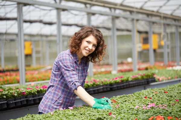 Young lady work in a plant nursery — Stock Photo, Image