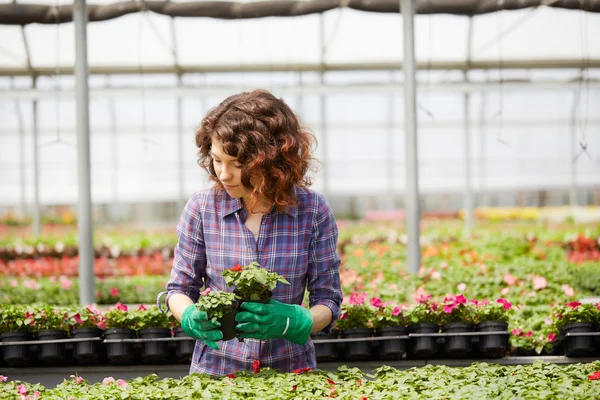 Happy female nursery worker trimming plants in greenhouse — Stock Photo, Image