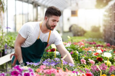 Erkek sera işçileri bitkileri buduyor