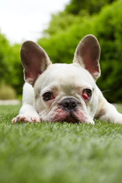 Sivri Uçlu Fransız Bulldog — Stok fotoğraf