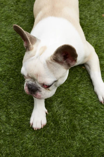 Sivri Uçlu Fransız Bulldog — Stok fotoğraf