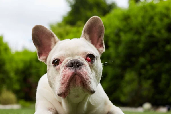 French Bulldog Nictitating Membrane — Stock Photo, Image