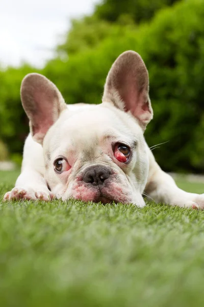 French Bulldog Nictitating Membrane — Stock Photo, Image