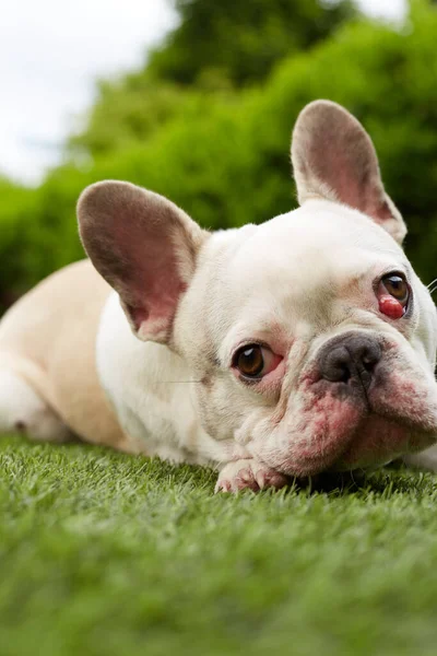 French Bulldog Nictitating Membrane — Stock Photo, Image