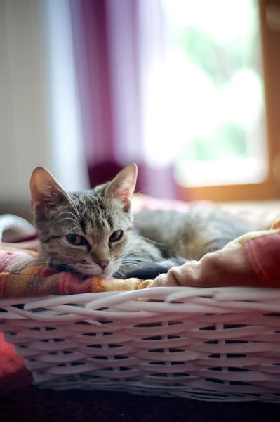 Gato doméstico — Foto de Stock